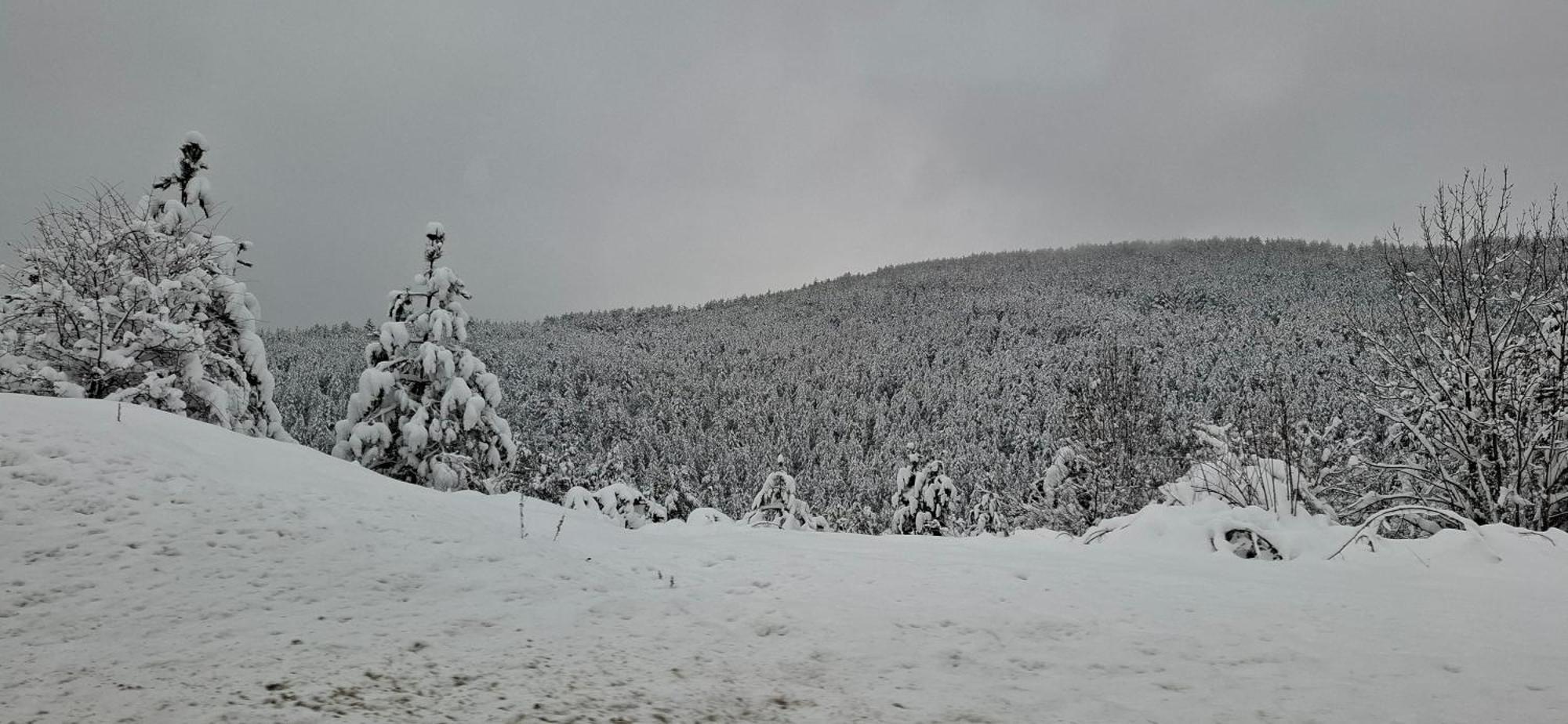 Alexia * Zlatibor